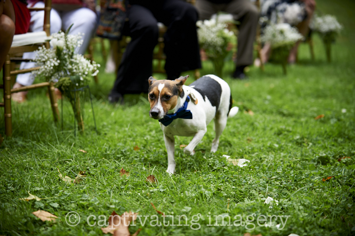 ring bearer doggie