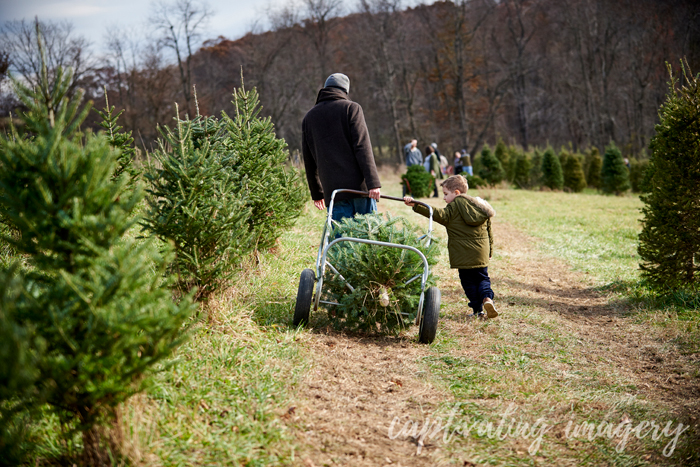 going to get our Christmas tree