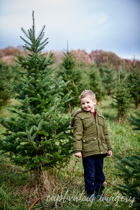 we found the perfect tree!