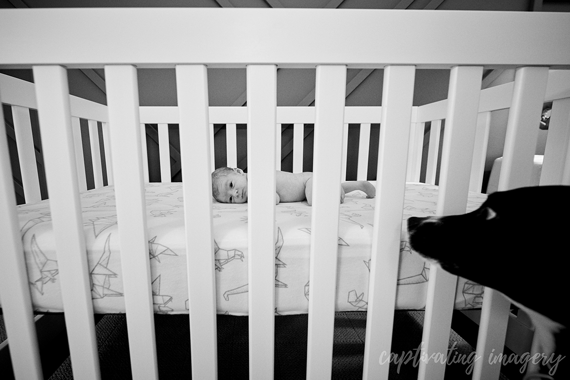 newborn in crib with dog