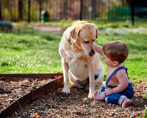 boy and dog playing in garden